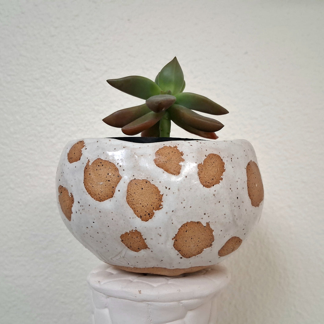 Little polka dot planter